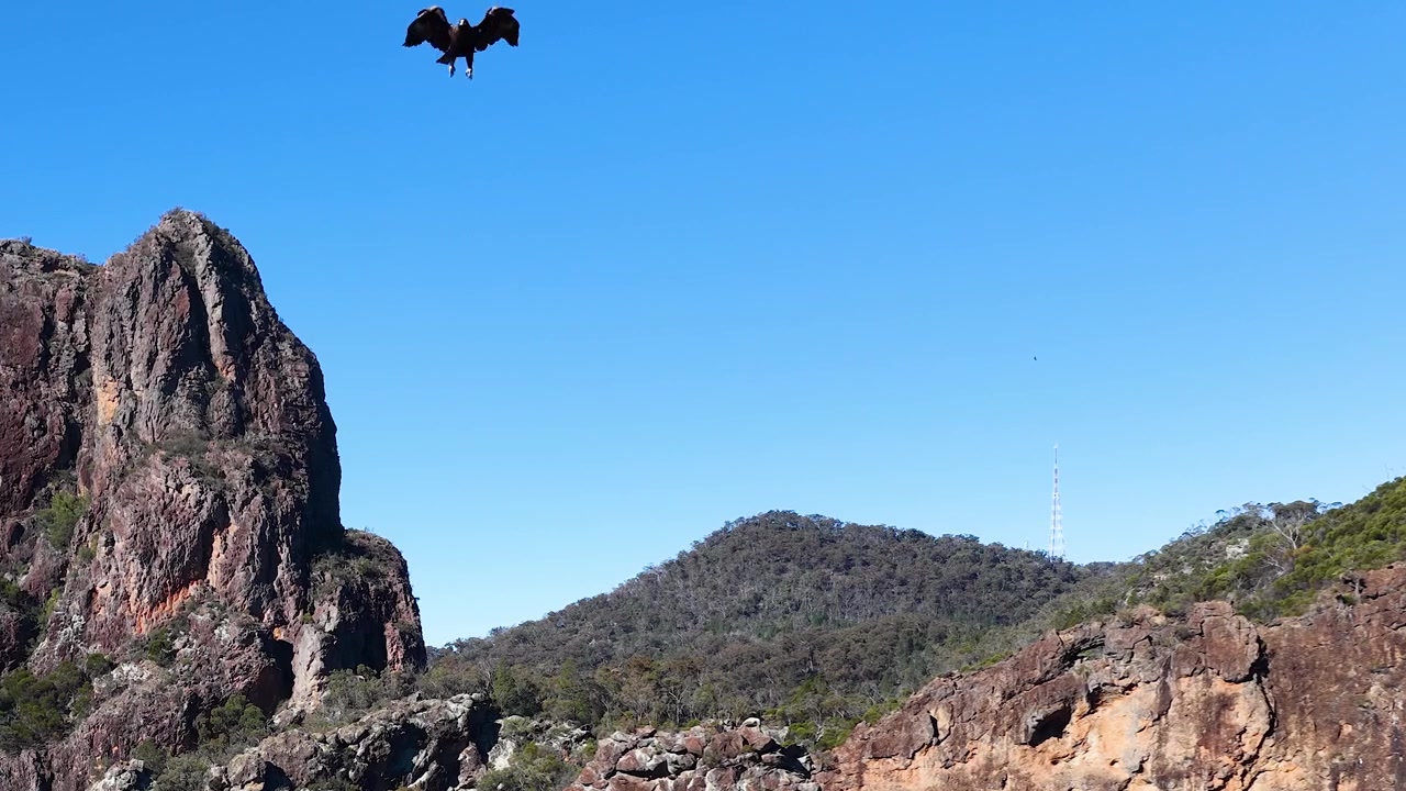 Un'aquila cuneata vola sopra l'iconica formazione rocciosa Breadknife nel Parco Nazionale Warrumbungle.