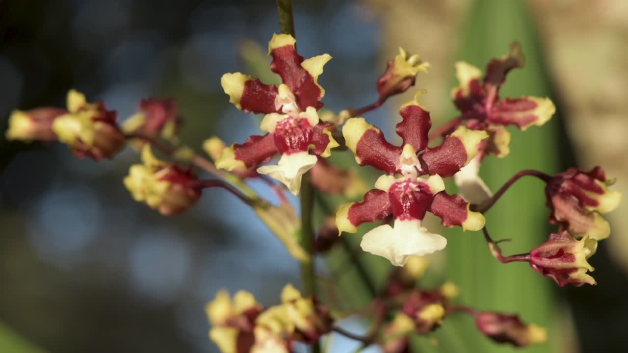 Detail of flowers of Oncidium Aka Baby 'Raspberry Chocolate' orchid