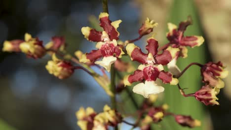 detail of flowers of oncidium aka baby 'raspberry chocolate' orchid