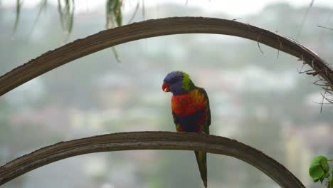 Einheimische-Australische-Lorikeets-Im-Baum