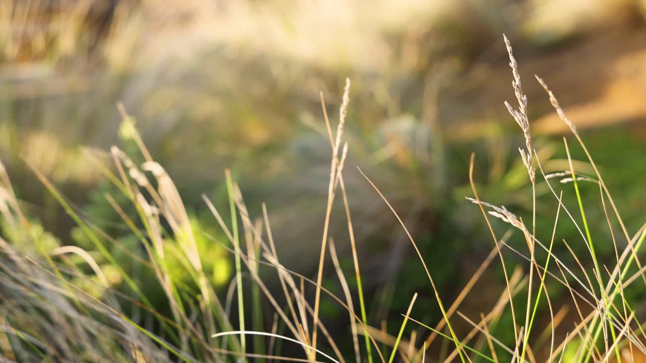 바람 에 흔들리는 풀 의 클로즈업