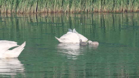 A-swan-with-chicks-swim-in-a-pond-overgrown-with-reeds,-getting-food-from-the-bottom