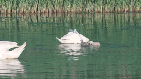 un cisne con pollitos nada en un estanque cubierto de juncos, obteniendo comida del fondo