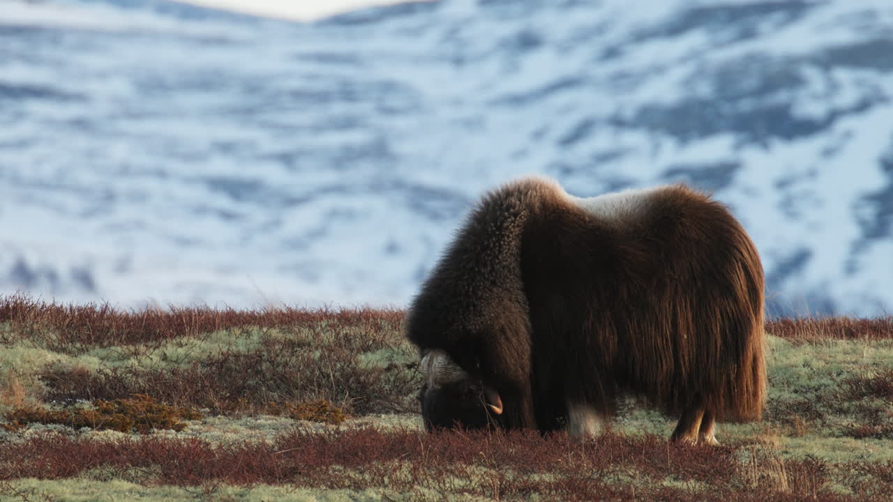 Musk oxen grazing in sunset glow on snow covered Dovrefjell mountain; static