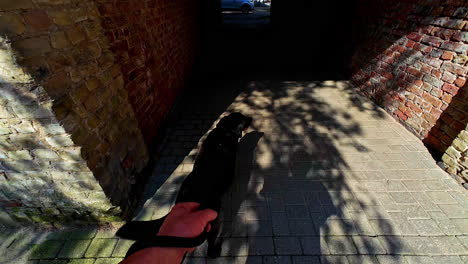 pov slow motion shot of a black labrador walking out of the gate of a house in slow motion on a sunny day