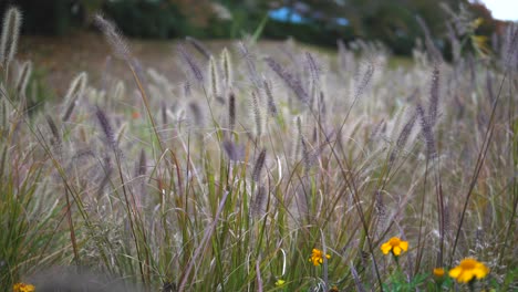 pan on high grass stems waving under the wind