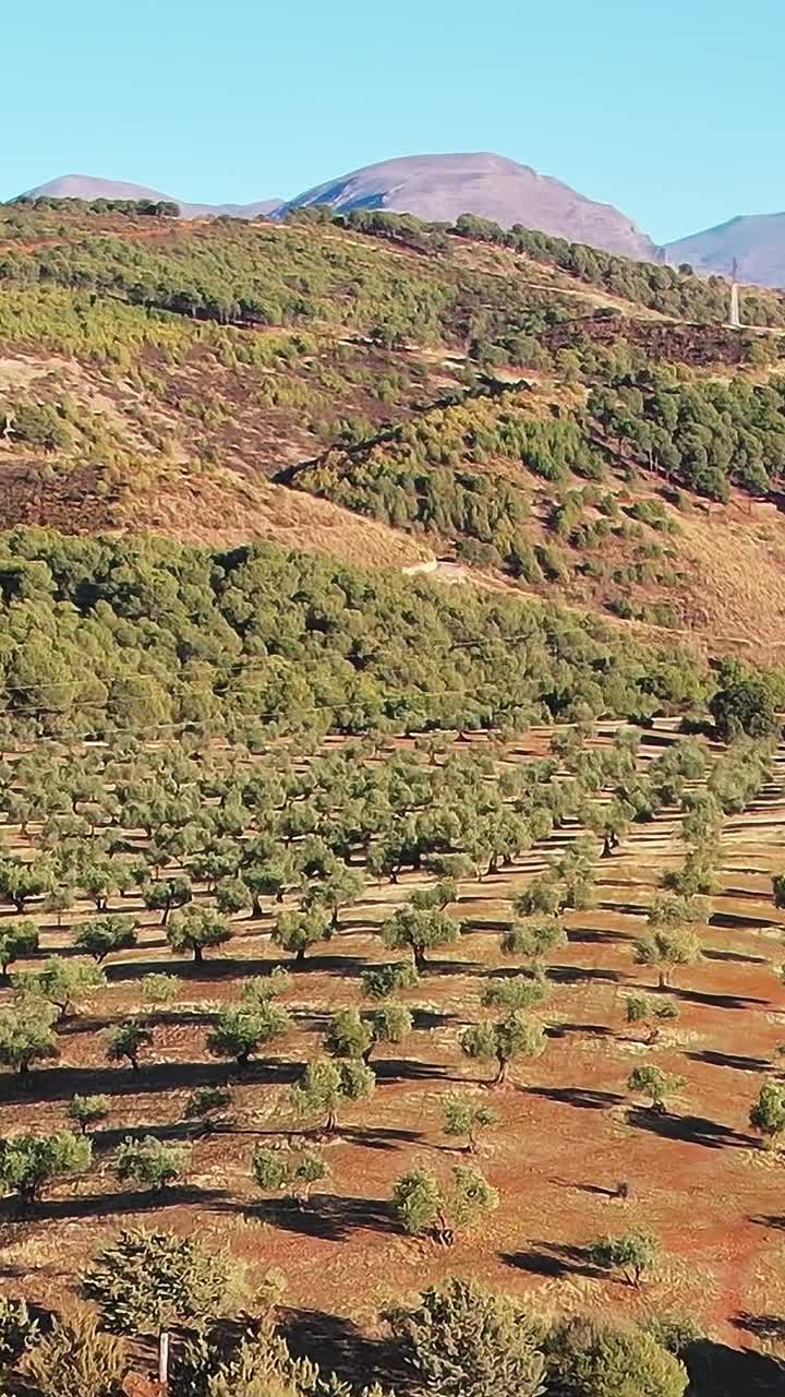 Campi di ulivi verdi a Granada, in Spagna, catturano la bellezza naturale