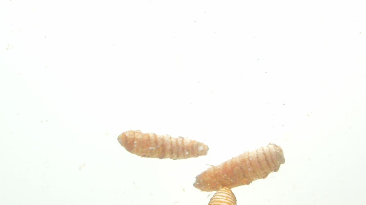 Curcuma immersa nell'acqua con bollicine che salgono, sfondo bianco