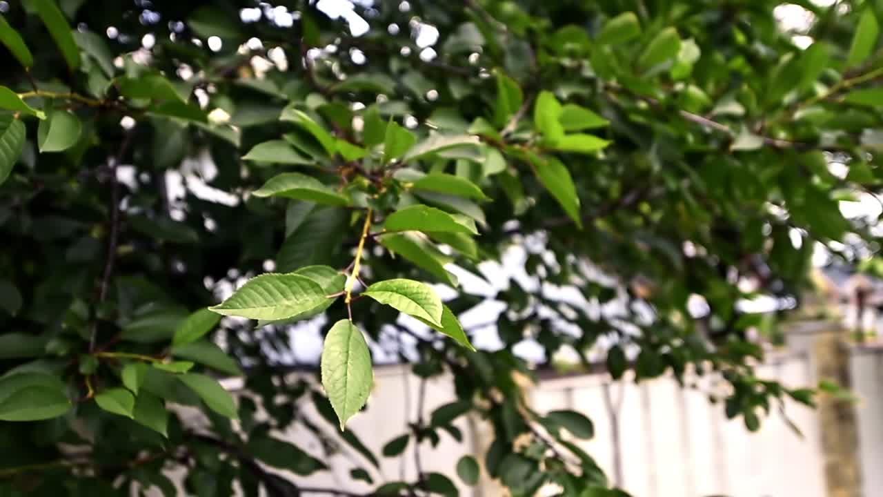 Cinematic panning shot of cherry branches at sunlight. Slow motion