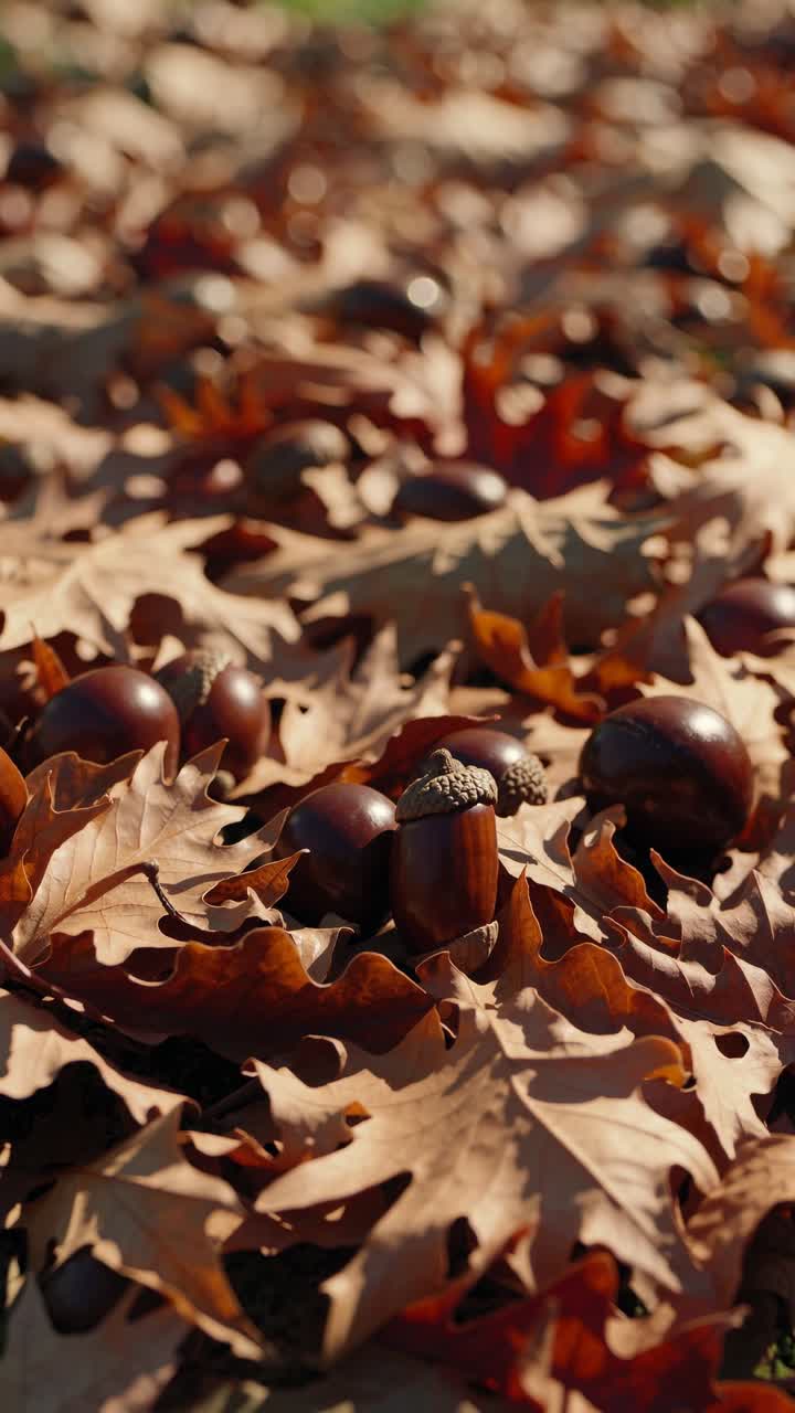 Close-up video shot of acorns nestled among autumn leaves, capturing the essence of fall