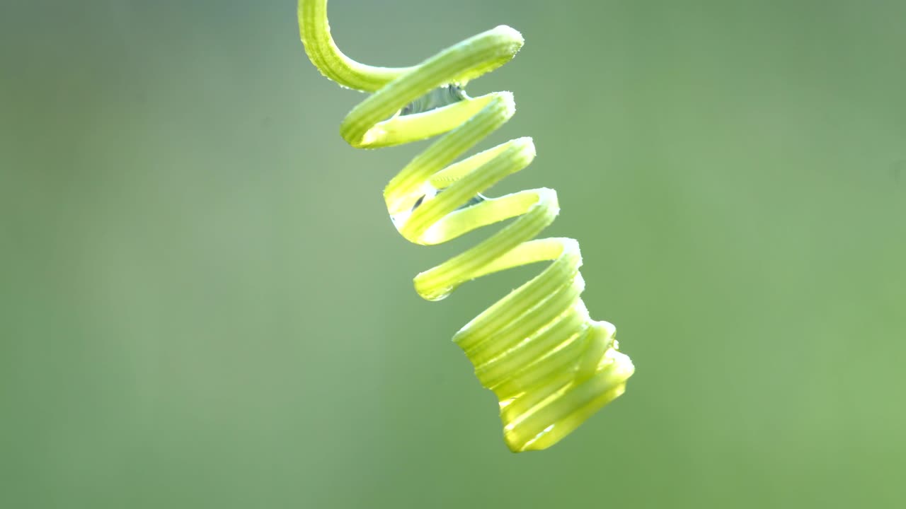 곱슬 이그 아이비 식물 의 근접 사진