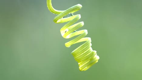 곱슬 이그 아이비 식물 의 근접 사진