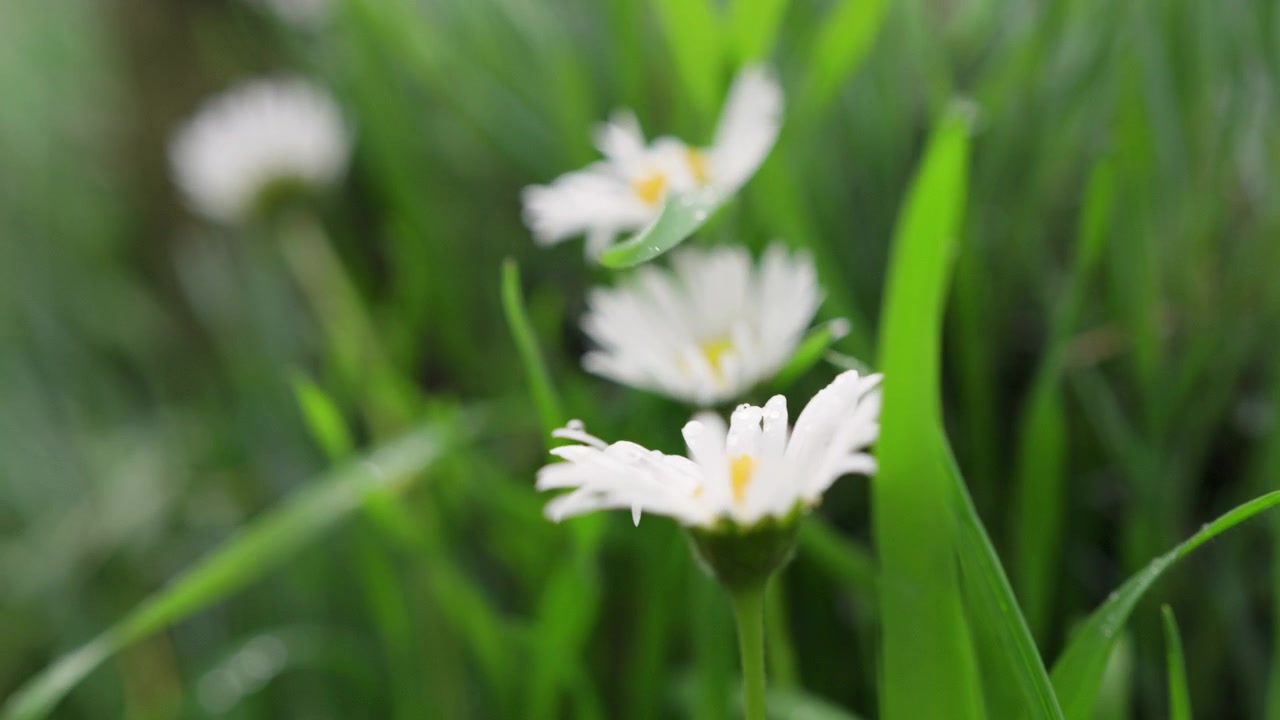 スローモーションで映し出される、雨に濡れた花々が咲く穏やかな雨の日の風景