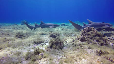 tiburón de arrecife patrullando su territorio en el arrecife de coral
