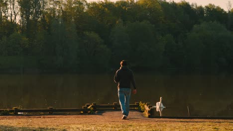 Hombre-Caminando-Hacia-El-Lago-Al-Amanecer-Con-Cisne-En-El-Agua---Cámara-Lenta