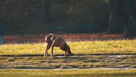 Slow-Motion-Footage-of-Dogs-Walking-in-a-Lush-Green-Park,-Featuring-Playful-big-dog,-Joyful-Pet-Care,-and-the-Beauty-of-Outdoor-Canine-Activities-on-a-Sunny-Day