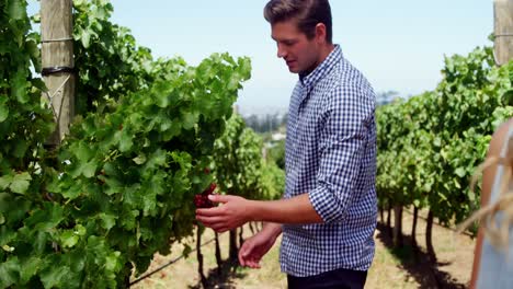 Happy-couple-looking-at-grapes-in-vineyard