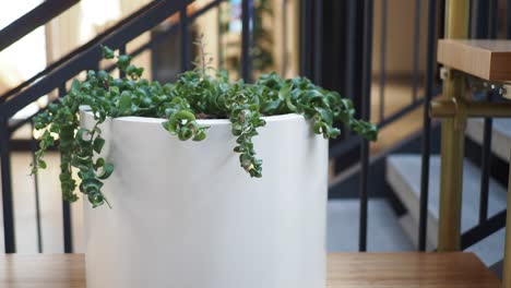 a white pot with a green plant in it