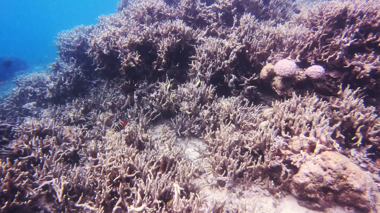 이 모든 물고기의 이름을 말할 수 있나요?