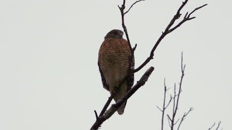 Red-shouldered-hawk-perched-on-a-large,-barren-branch-in-the-pouring-rain