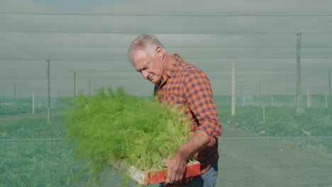 mature man working on farm