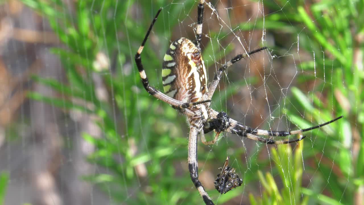 araña avispa hembra en su red alimentándose de un insecto, españa, cámara lenta de primer plano
