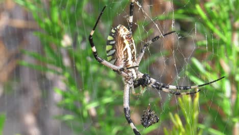 female wasp spider on her web feeding on an insect, spain, close-up slow motion