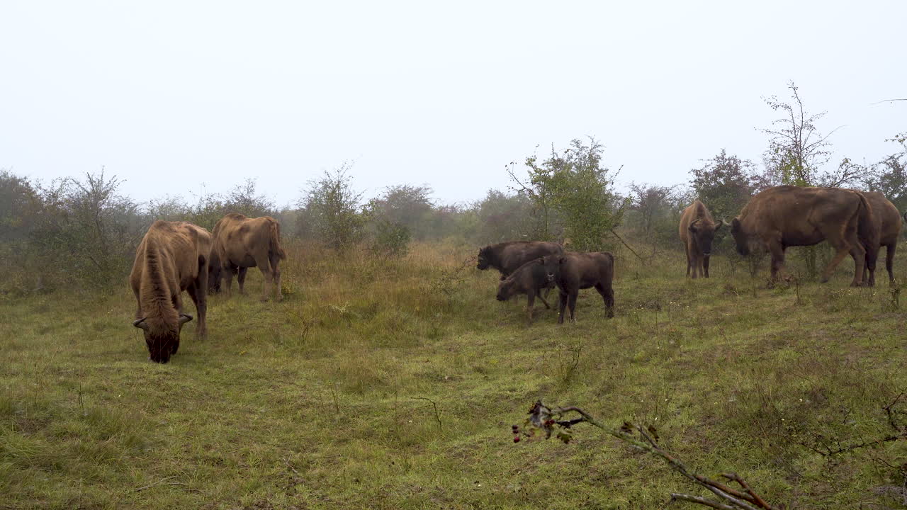 manada de bisontes bonasus europeos pastando en una estepa montañosa, niebla, república checa