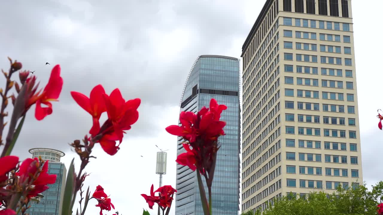 Red iris orchid flower garden with high rise architectural buildings in Phnom Penh, Cambodia - tilt up low angle shot