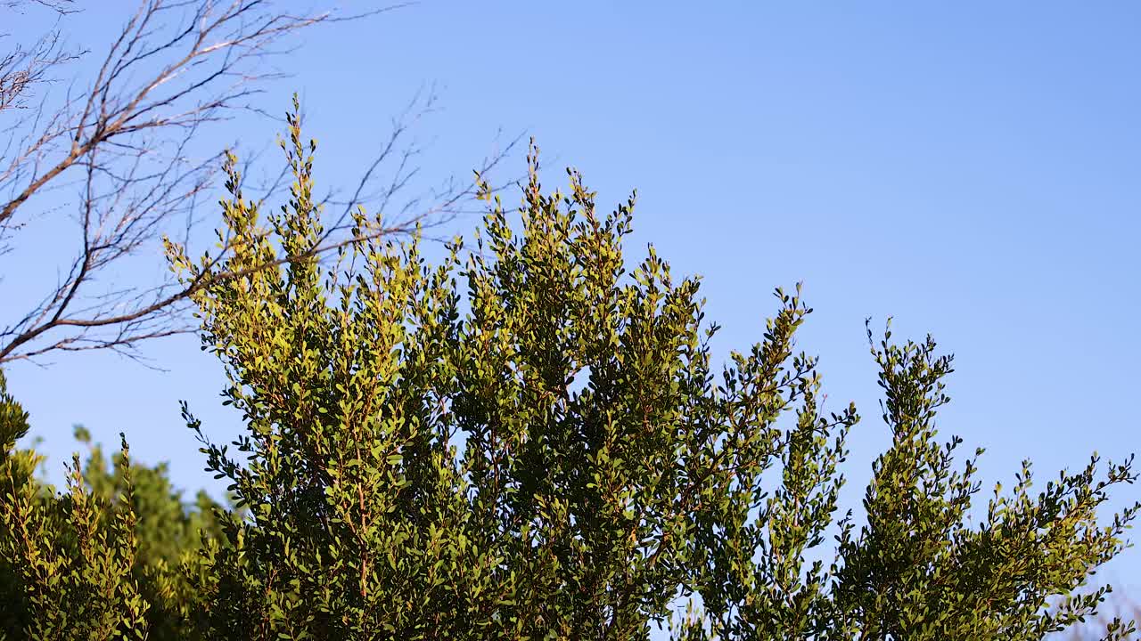 Dodonaea viscosa tree sways gently in the breeze under clear blue skies in Bellarine, Victoria, Australia