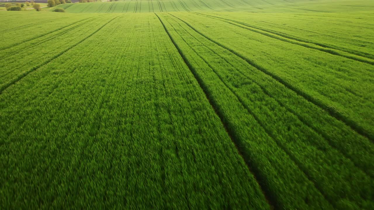 una antena del amplio campo de plantación verde durante un día soleado