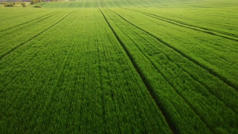 Vista-Aérea-Del-Amplio-Campo-De-Plantación-Verde-Durante-Un-Día-Soleado.