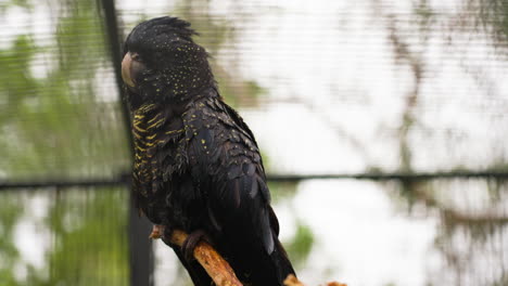 Slow-motion-shot-of-a-stunning-Red-tailed-black-cockatoo-turning-its-head-in-the-rain