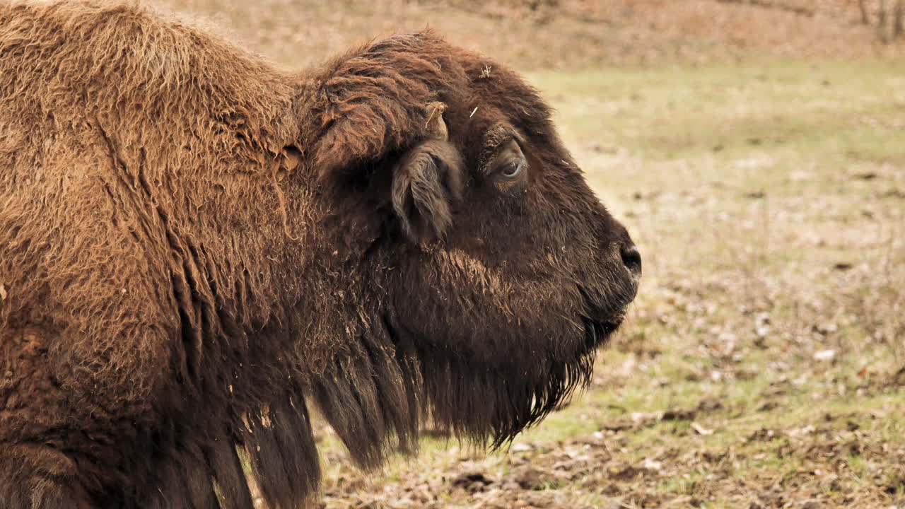 slomo close up de bisonte masticando con calma. estático