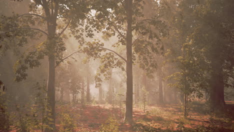 misty forest sunlight