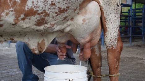 Cow-being-milking-by-a-farmer