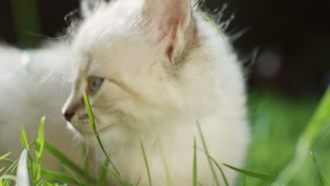 close-up view of a little white cute kitty cat with blue eyes sitting on the grass in front of a camera