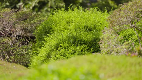 lush green shrubs surround the fresh green lawn in the botanical garden