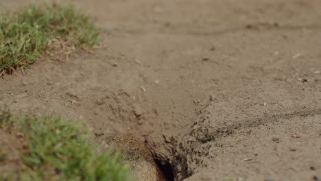 marmota sacando un pedazo de zanahoria del agujero y comiéndolo