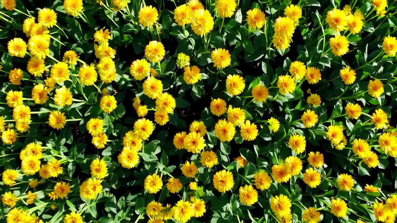 campo de flores amarillas