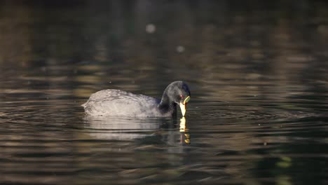 one red gartered coot wading, hunting for food in lake water