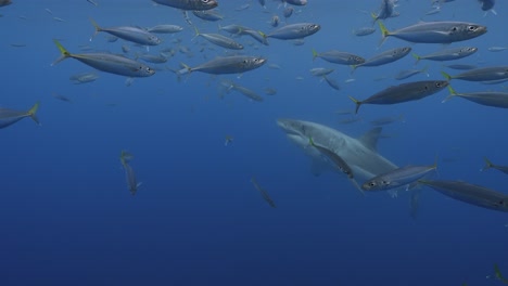 Toma-En-Cámara-Lenta-De-Un-Gran-Tiburón-Blanco,-Carcharodon-Carcharias-Tratando-De-Atrapar-Un-Cebo-De-Atún-En-Aguas-Claras-De-La-Isla-Guadalupe,-México