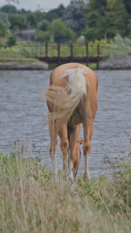 horses grazing in the field