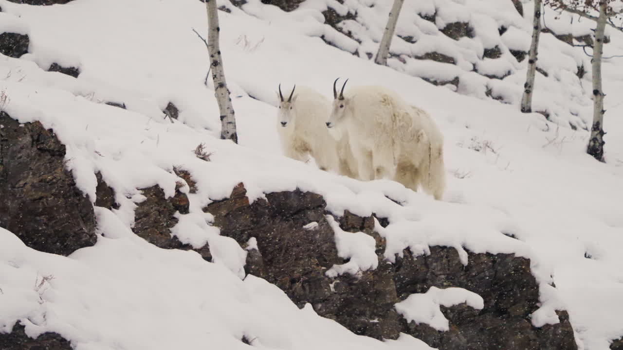 캐나다 유콘 주 화이트호스 에서 눈 인 풍경 을 걸어다니는 산 염소 들 - 느린 동영상