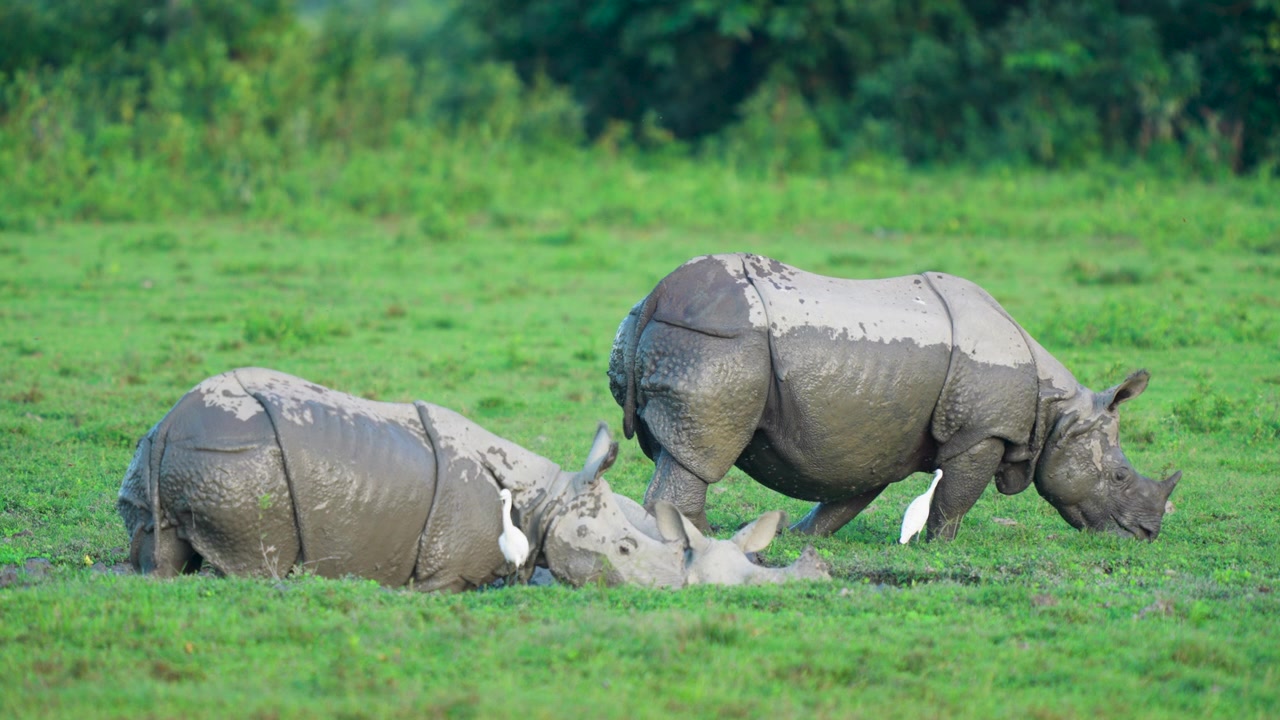 Et filmisk skud af en mor og kalv indisk næsehorn, der græsser på en frodig grøn eng med hvide hejrer i Kaziranga, Indien. Autentisk dyrelivsadfærd til naturdokumentarer.