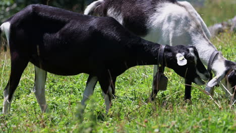 Goats-graze-on-mountain-grass-in-a-grass-field-in-the-Swiss-Alps,-Obwalden,-Engelberg