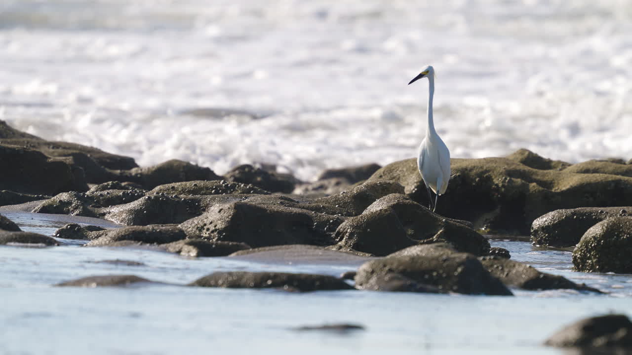 Great Egret Heron Looking for Food on Rocky Beach Shore with Waves Crashing