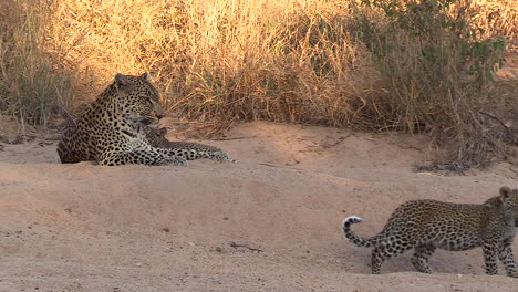 leopard cub walks away from adult female on sandy ground, zoom out