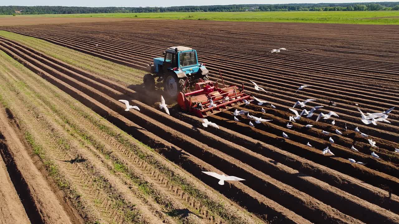 los pájaros hambrientos están volando detrás del tractor, y comen grano de la tierra cultivable.