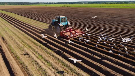 Agricultural-work-on-a-tractor-farmer-sows-grain.-Hungry-birds-are-flying-behind-the-tractor,-and-eat-grain-from-the-arable-land.